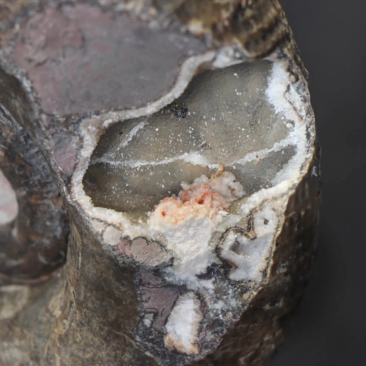 Ammonite Lytoceras Fimbriatum