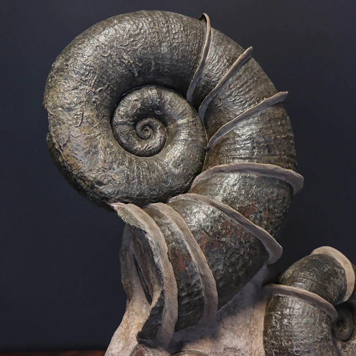 Ammonite Lytoceras Fimbriatum