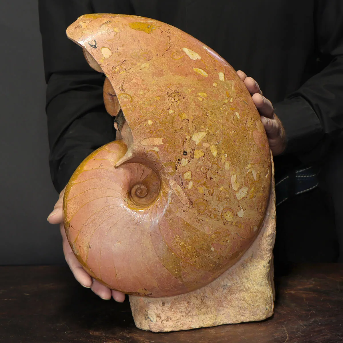 Nautilus Cenoceras Majesticum