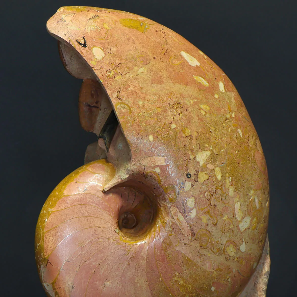 Nautilus Cenoceras Majesticum