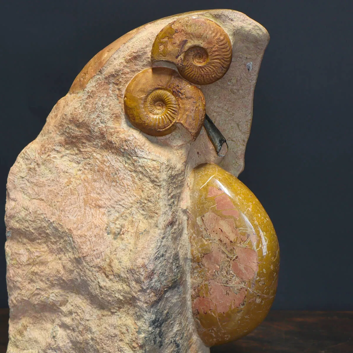 Nautilus Cenoceras Majesticum