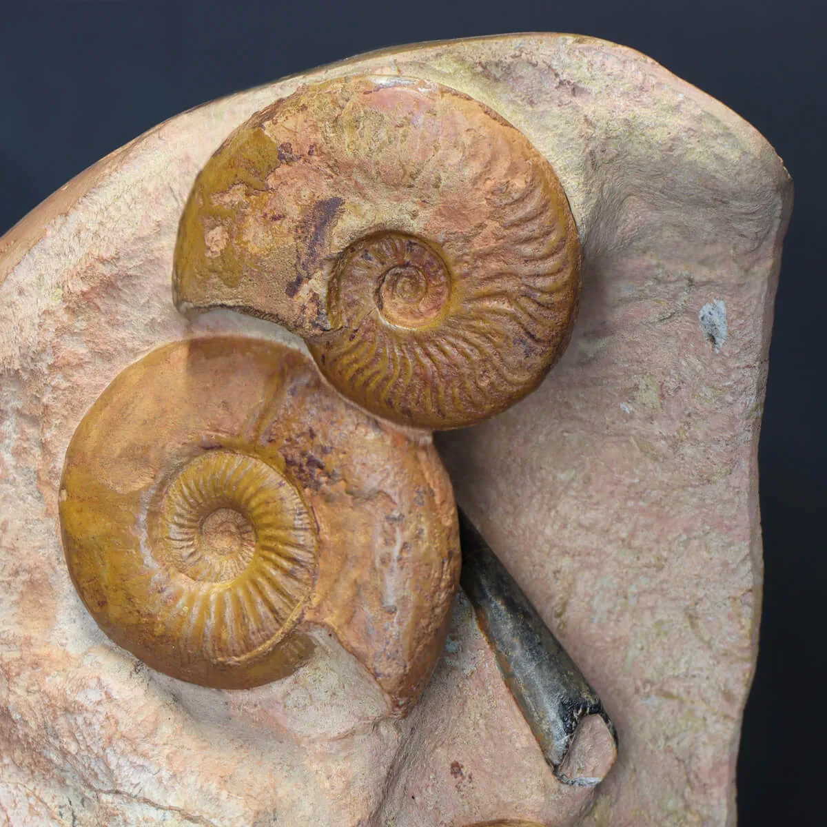 Nautilus Cenoceras Majesticum