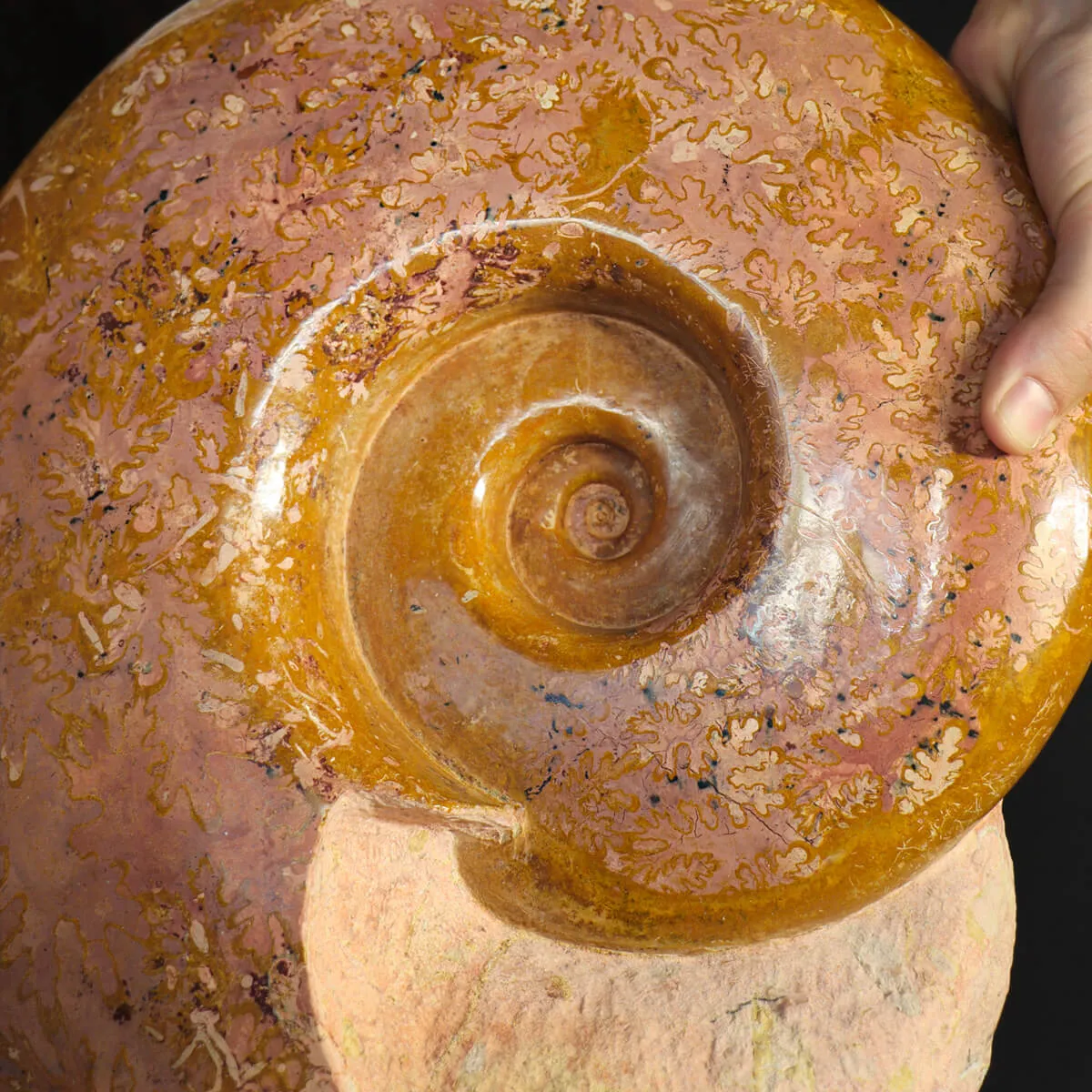 Ammonite Lytoceras Dilucidum