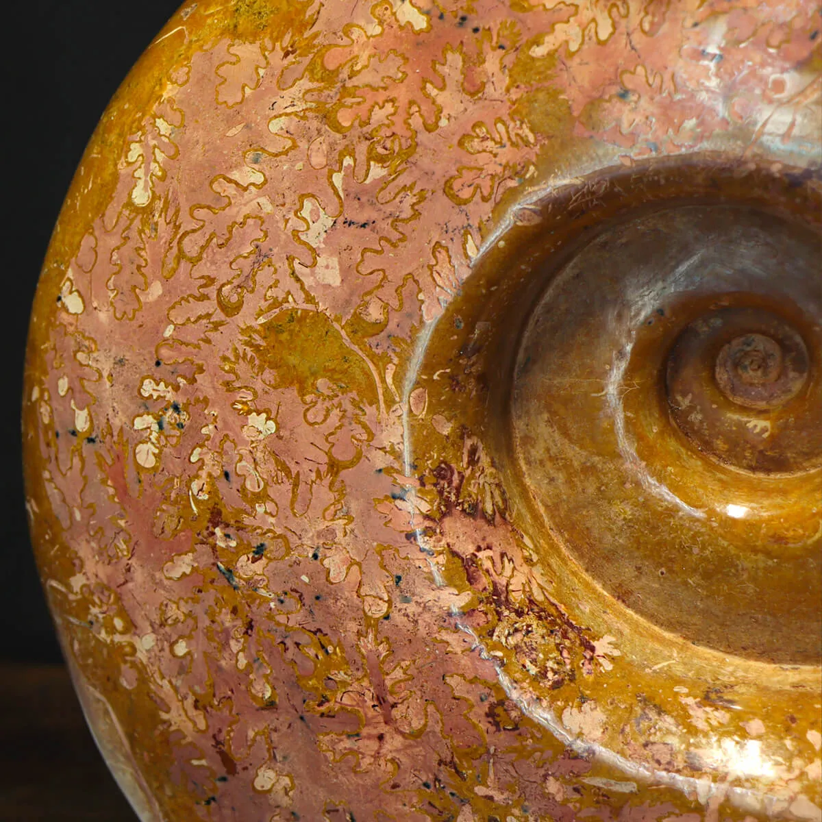 Ammonite Lytoceras Dilucidum