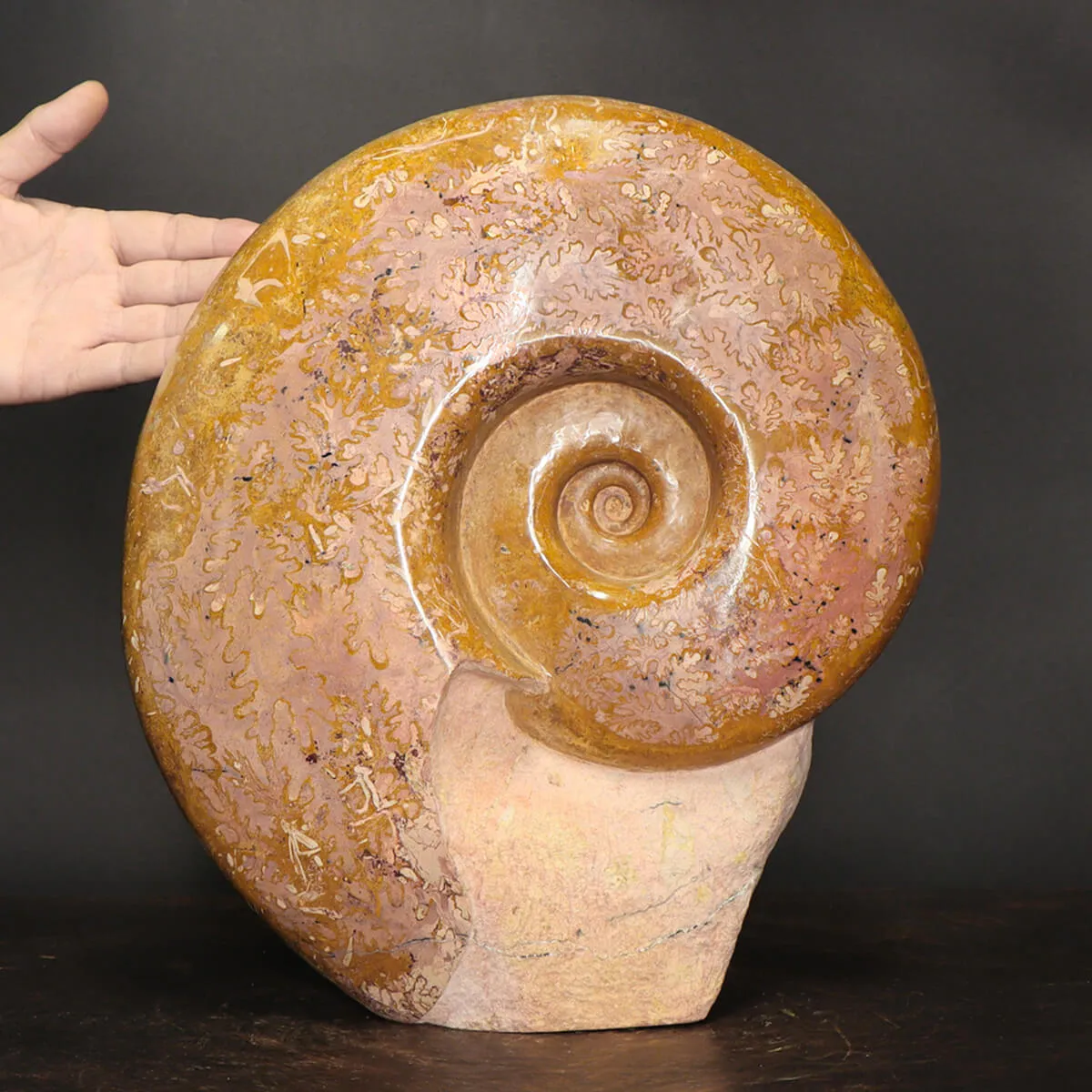 Ammonite Lytoceras Dilucidum