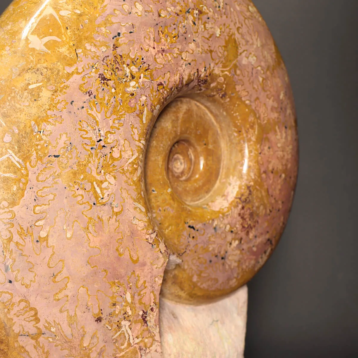 Ammonite Lytoceras Dilucidum