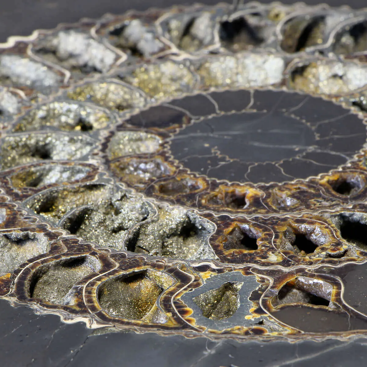 Ammonite Speetoniceras Versicolar