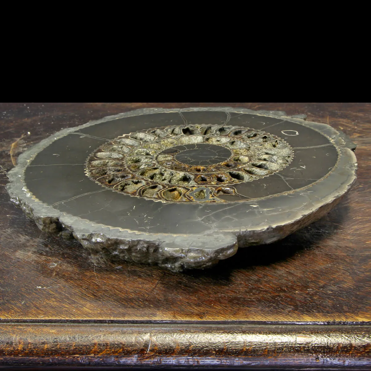 Ammonite Speetoniceras Versicolar