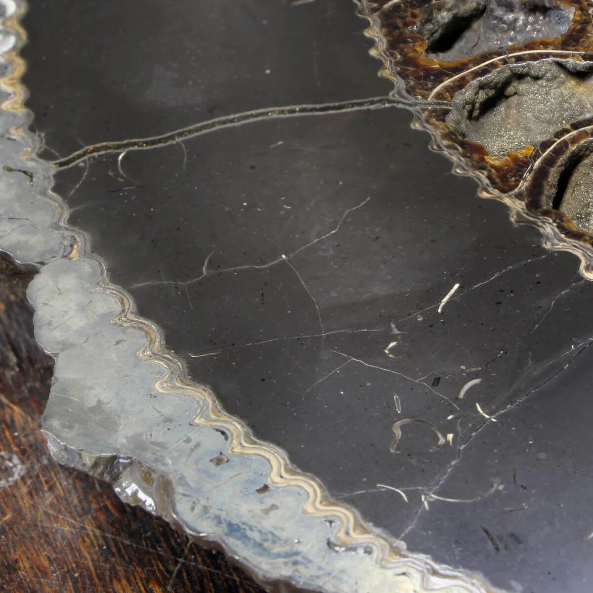 Ammonite Speetoniceras Versicolar