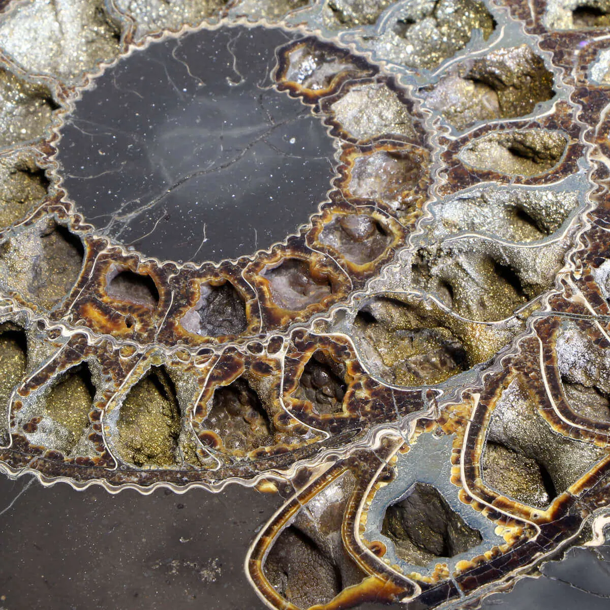 Ammonite Speetoniceras Versicolar