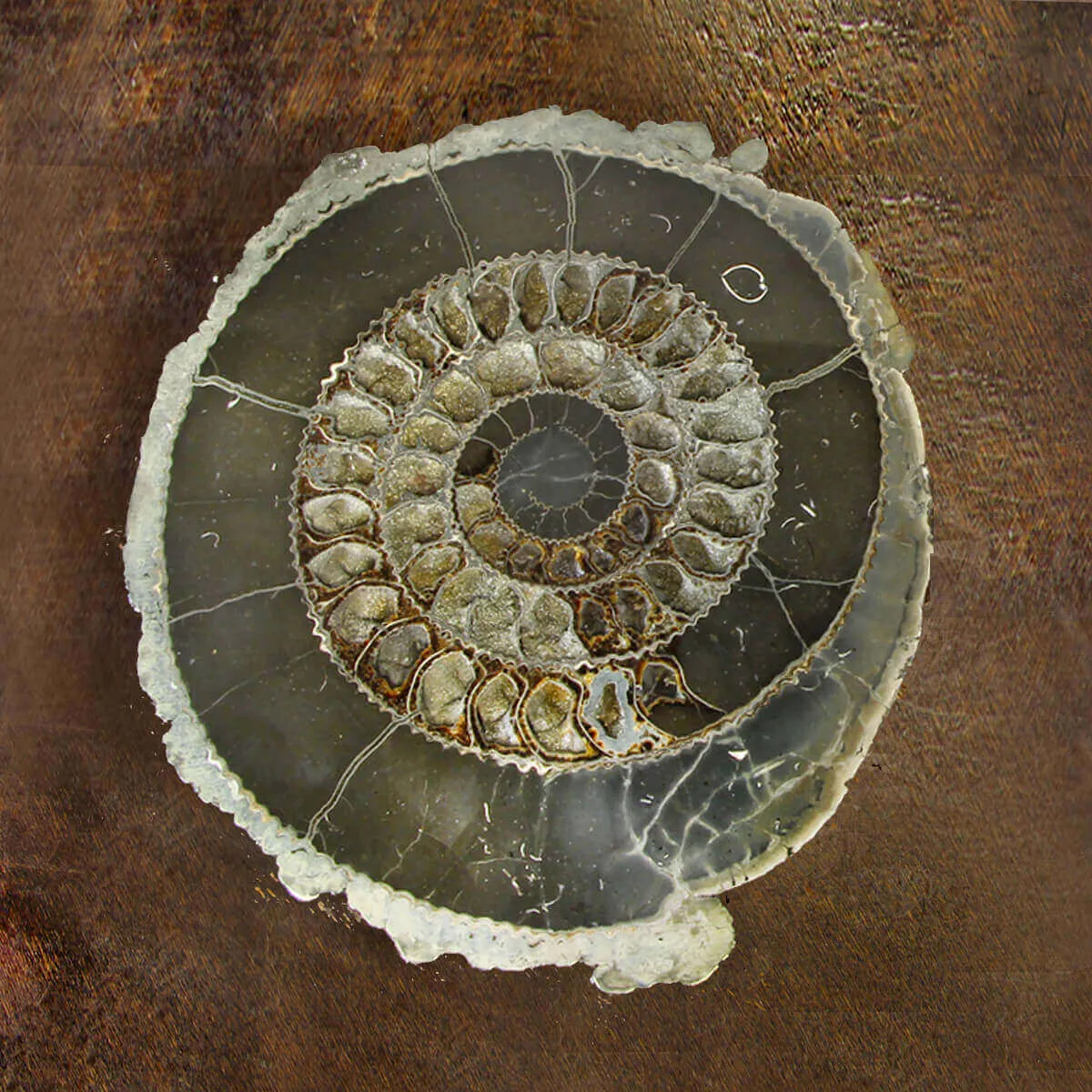 Ammonite Speetoniceras Versicolar