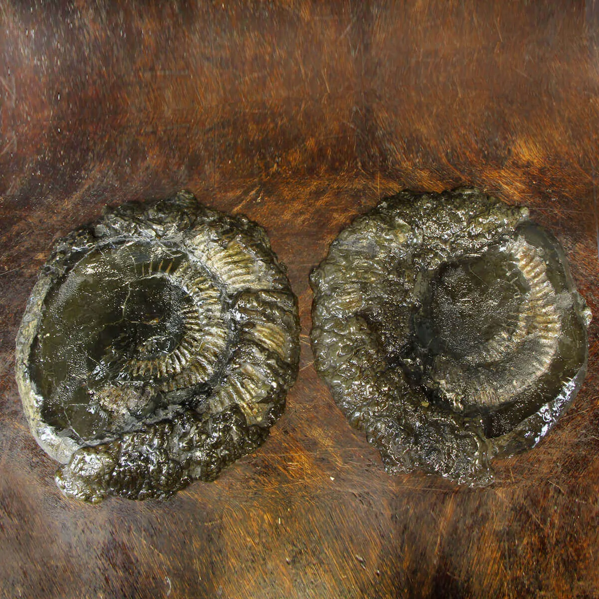 Ammonite Speetoniceras Versicolar