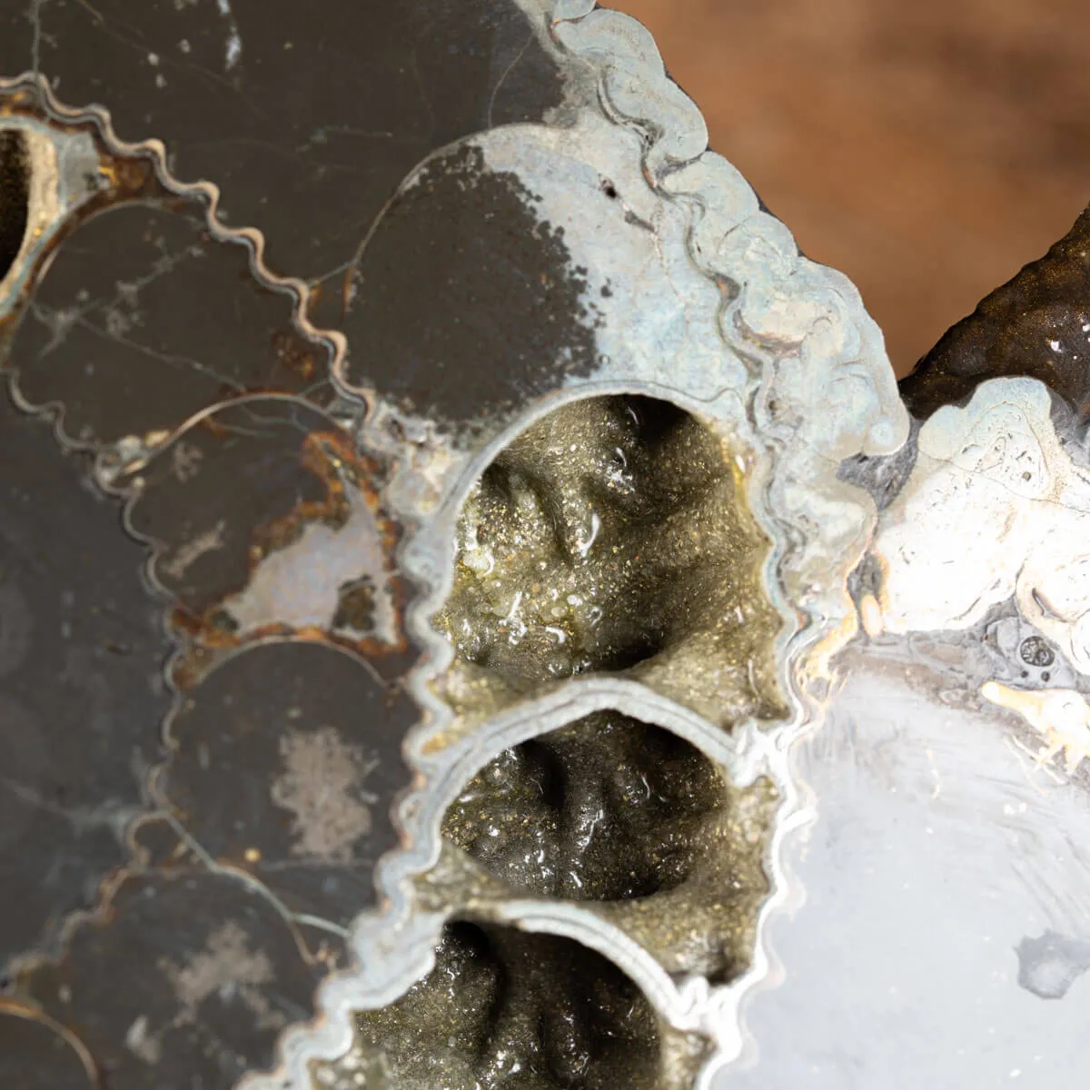 Ammonite Speetoniceras Versicolar