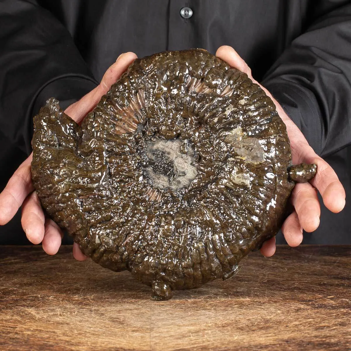 Ammonite Speetoniceras Versicolar