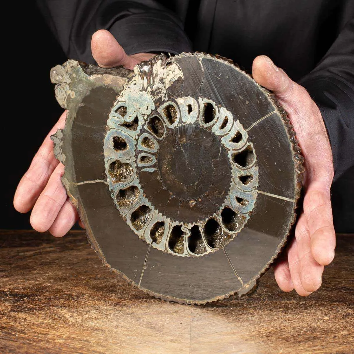 Ammonite Speetoniceras Versicolar