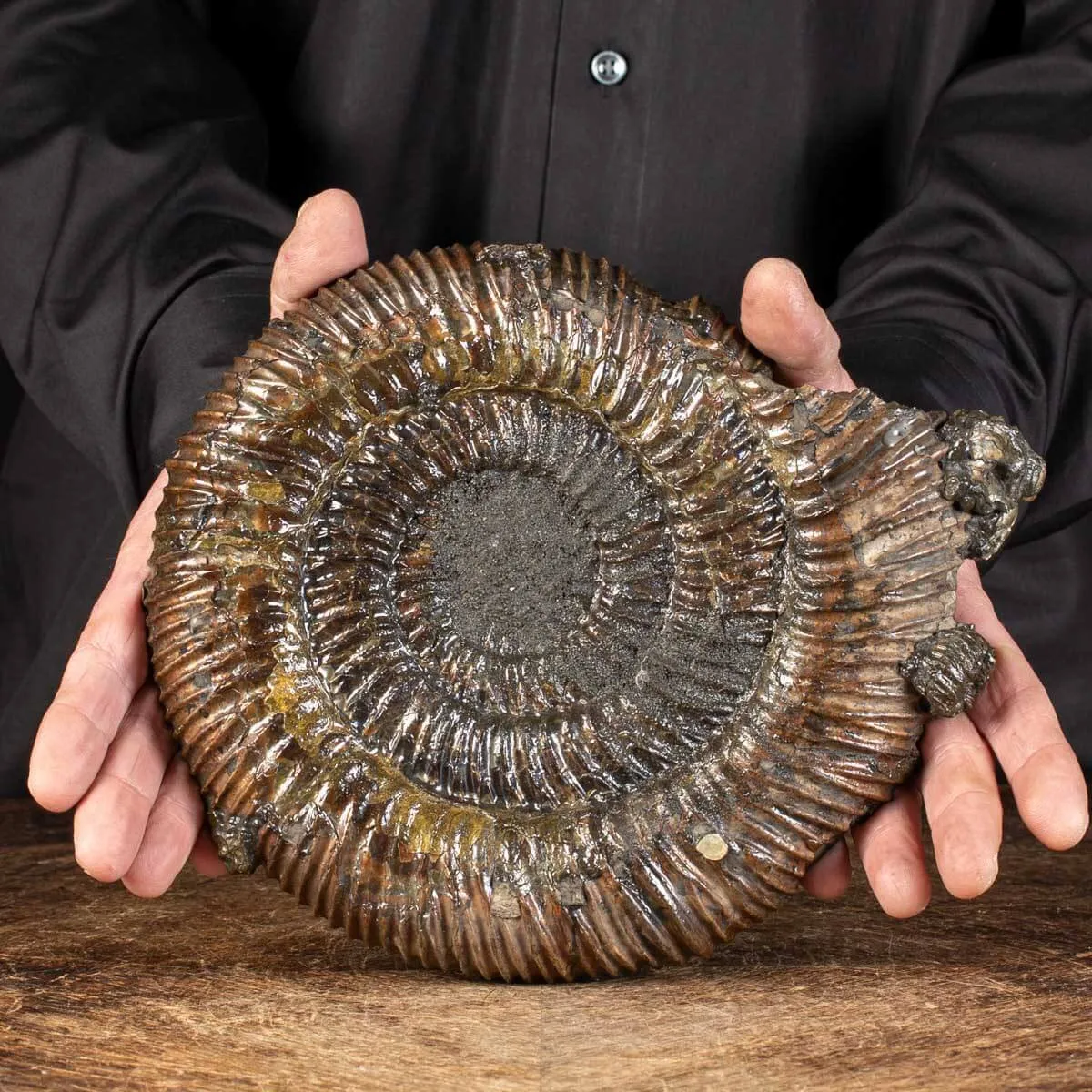 Ammonite Speetoniceras Versicolar