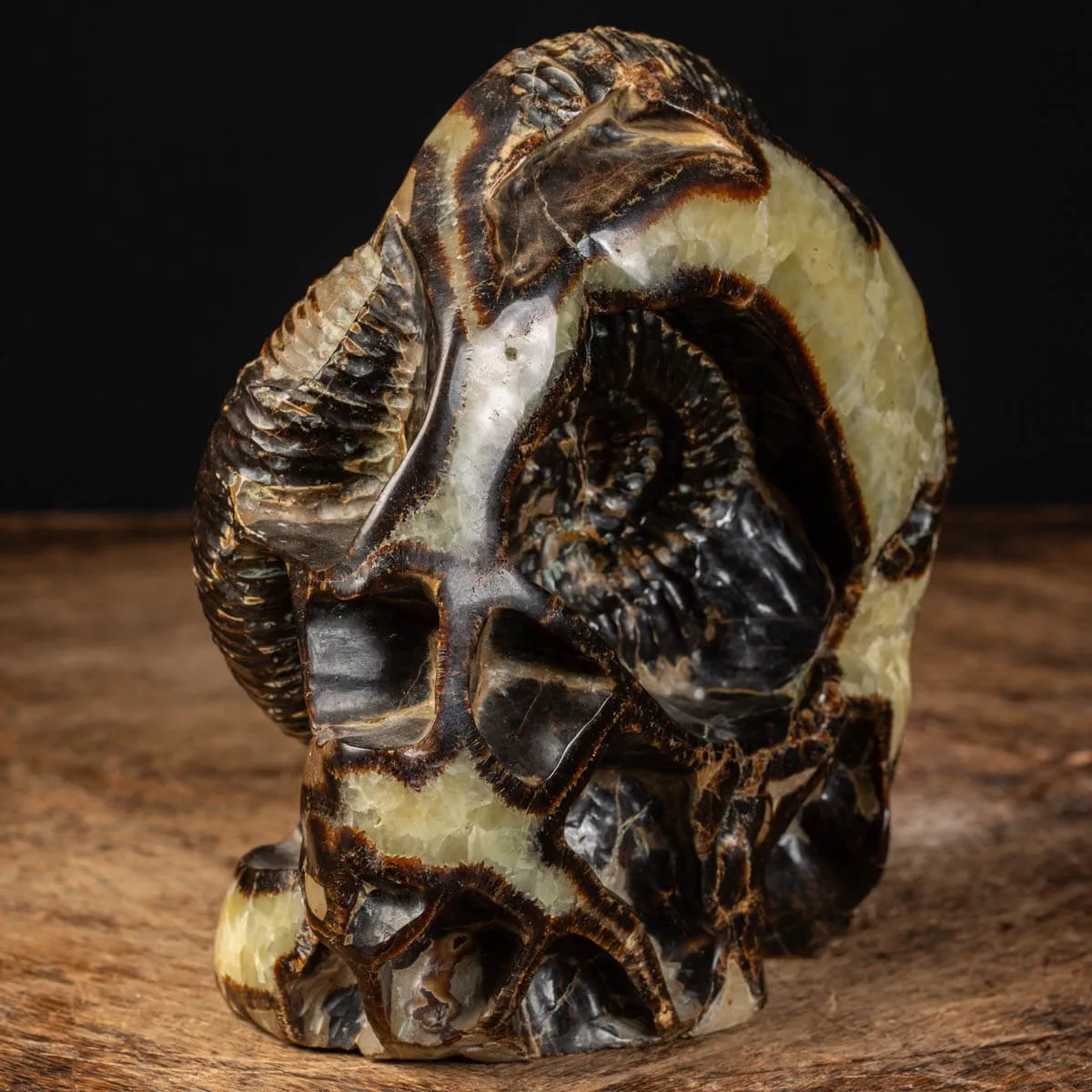 Ammonite in nodulo di Septaria