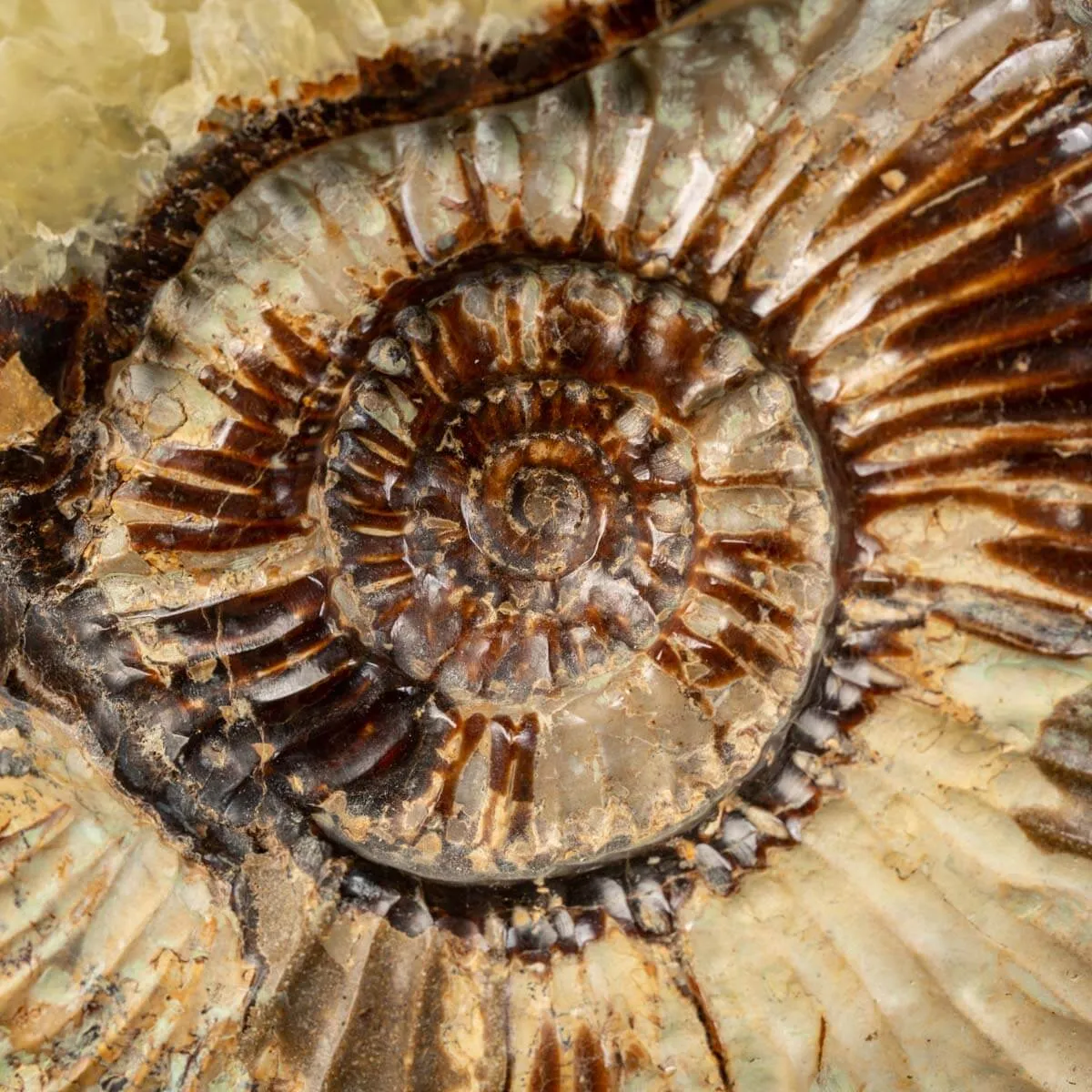 Ammonite in nodulo di Septaria