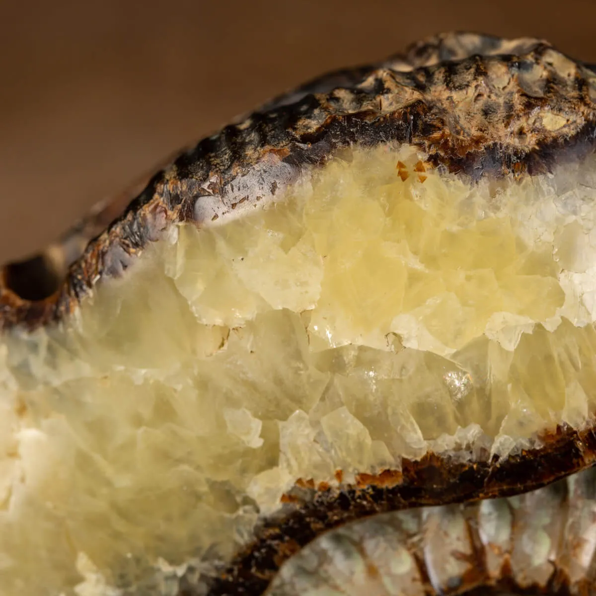 Ammonite in nodulo di Septaria