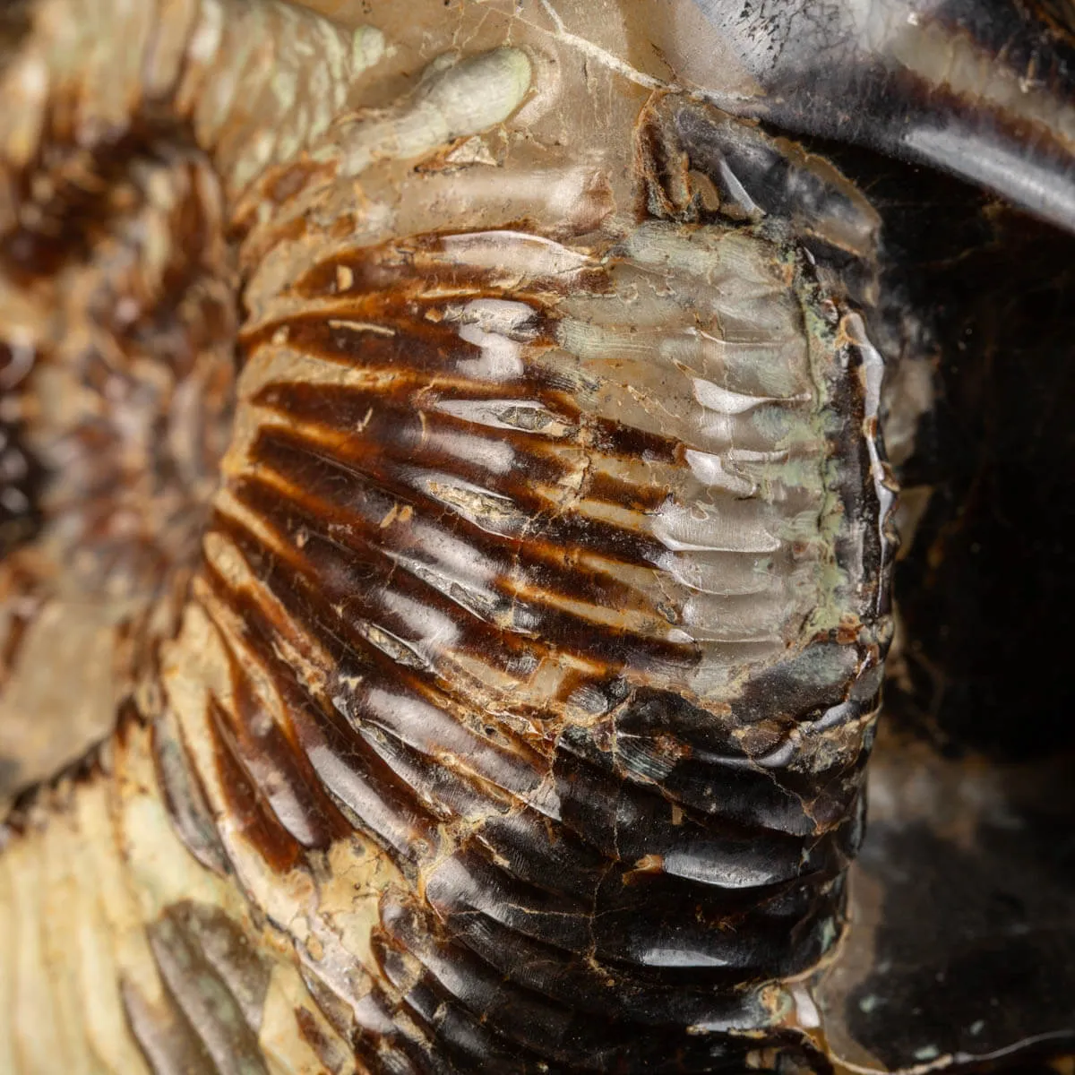 Ammonite in nodulo di Septaria