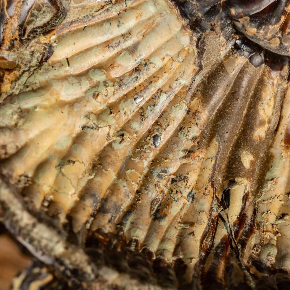 Ammonite in nodulo di Septaria