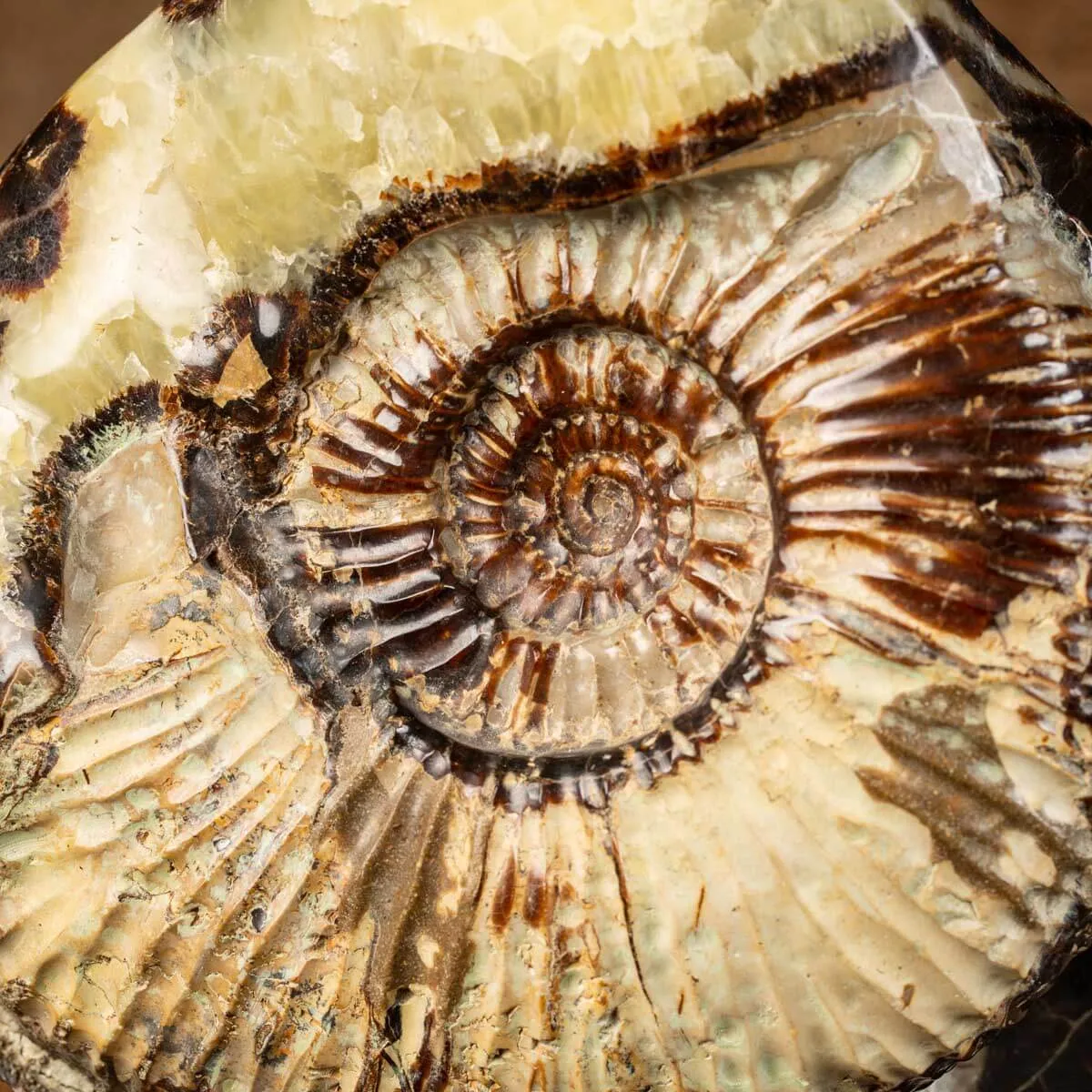 Ammonite in nodulo di Septaria