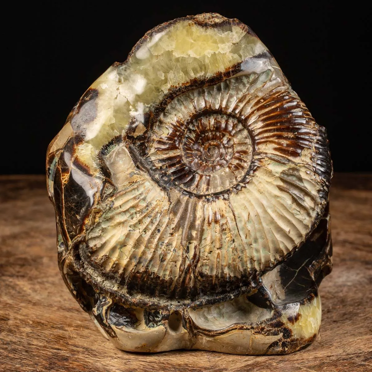 Ammonite in nodulo di Septaria