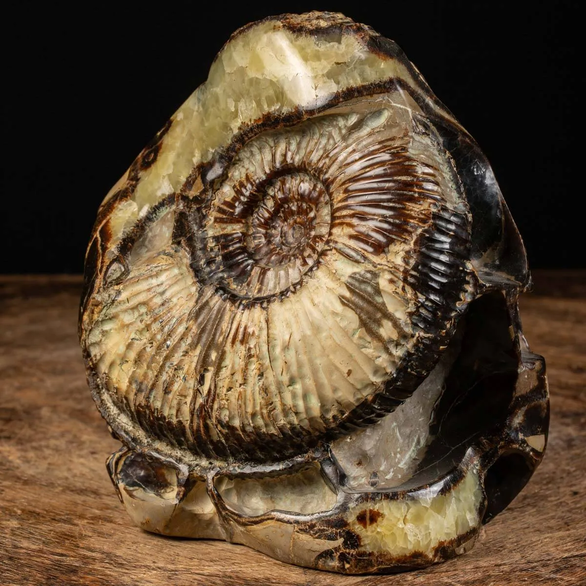 Ammonite in nodulo di Septaria