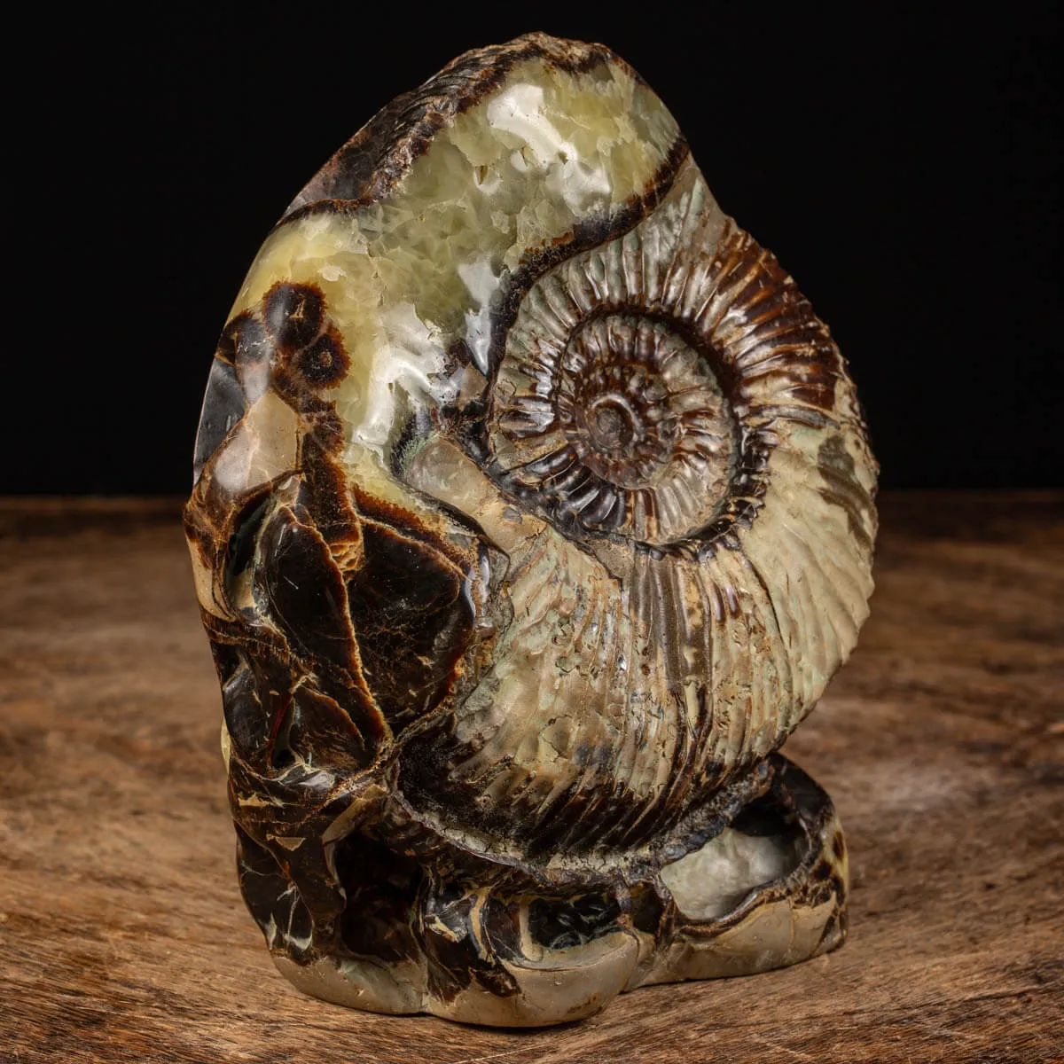 Ammonite in nodulo di Septaria