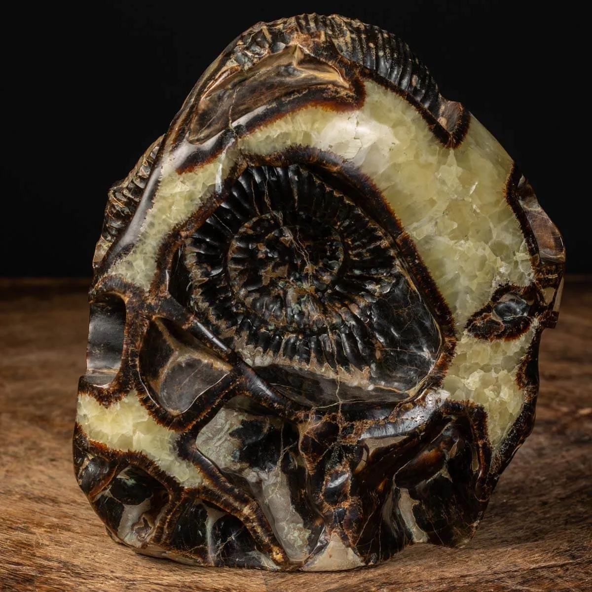 Ammonite in nodulo di Septaria