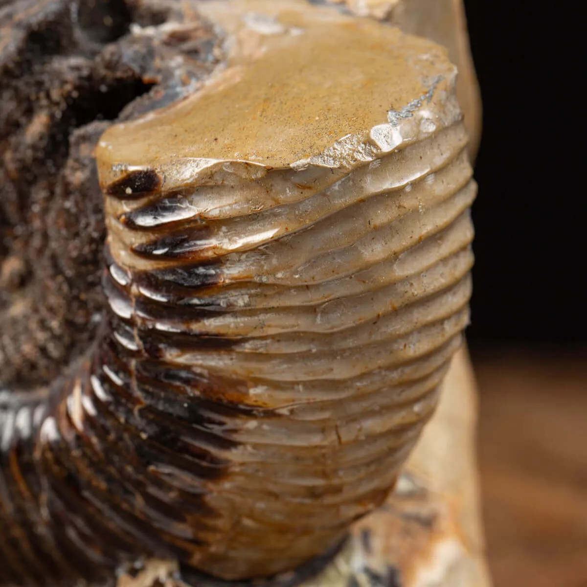 Ammonite Fossile in Nodulo di  Septaria
