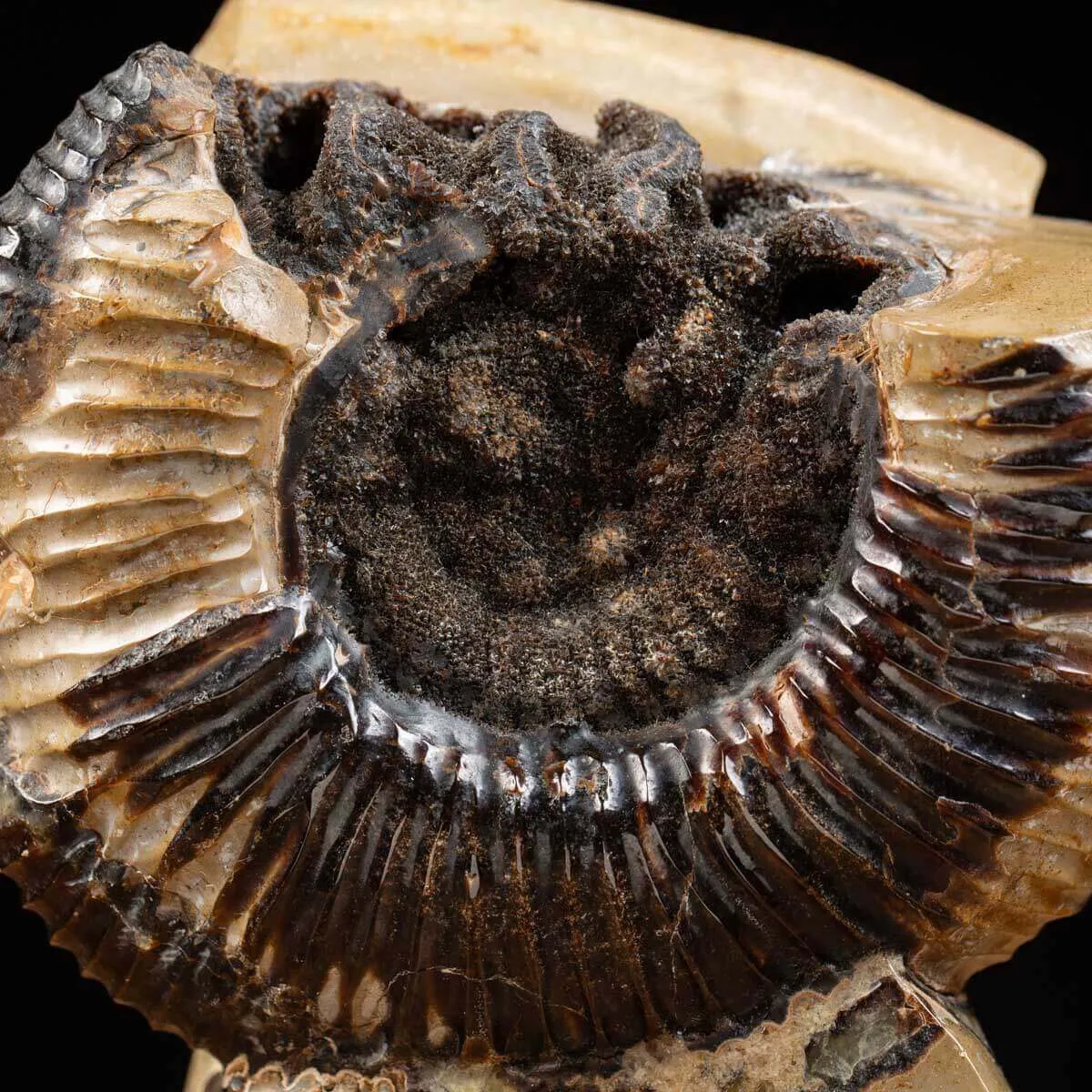 Ammonite Fossile in Nodulo di  Septaria