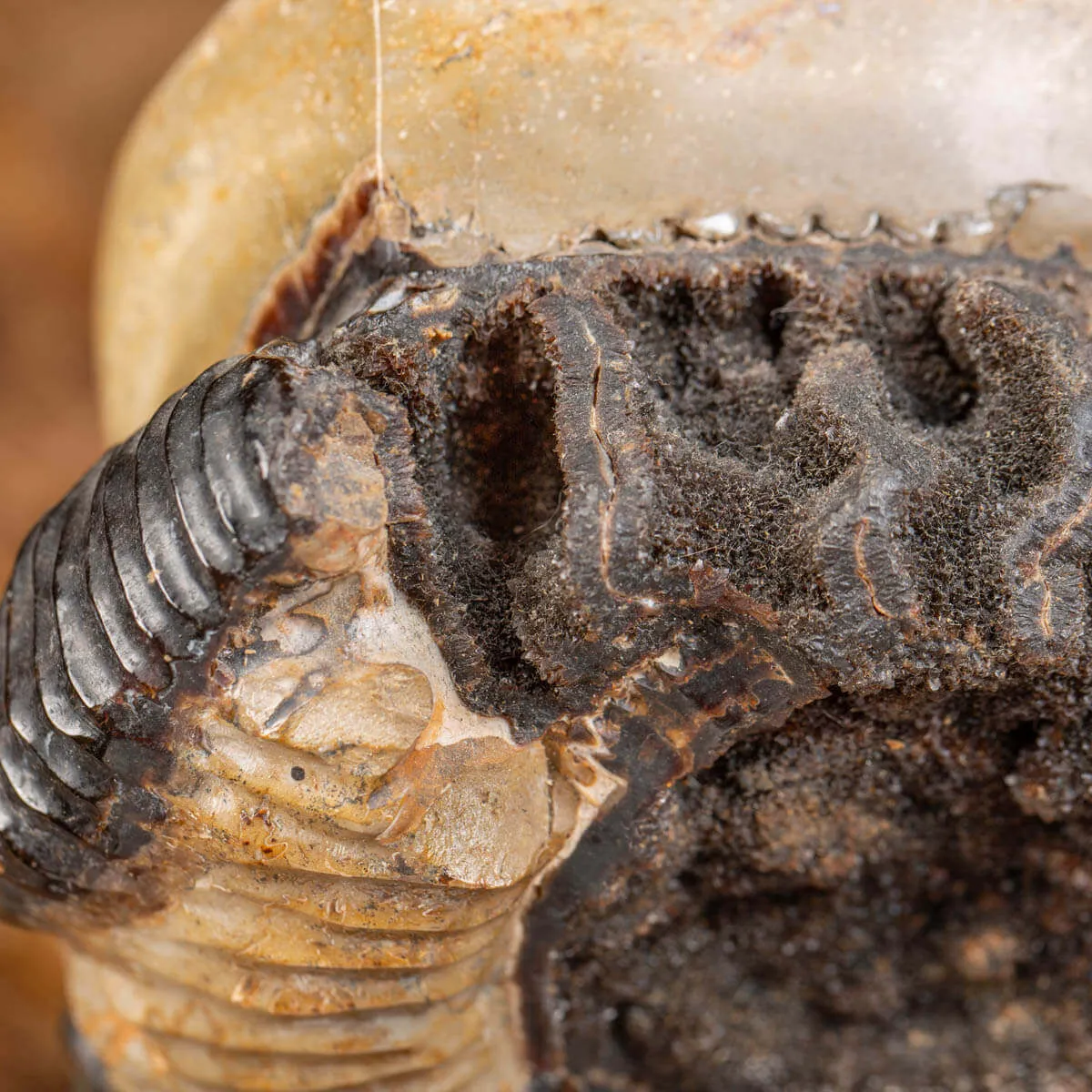 Ammonite Fossile in Nodulo di  Septaria
