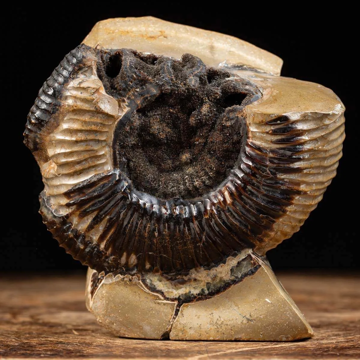 Ammonite Fossile in Nodulo di  Septaria