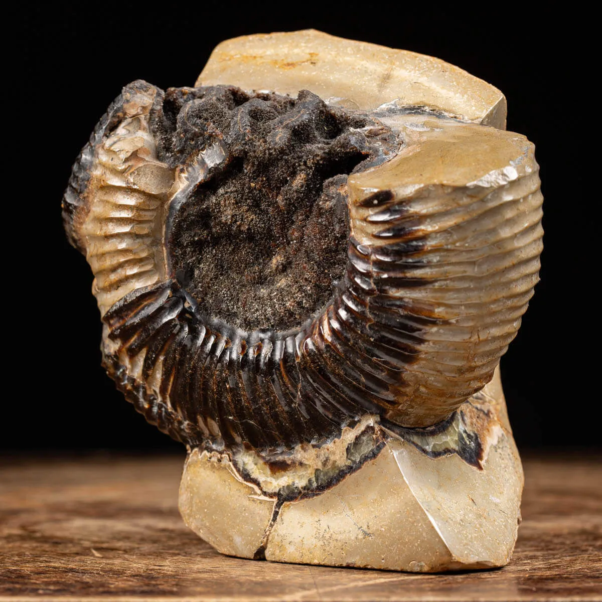 Ammonite Fossile in Nodulo di  Septaria
