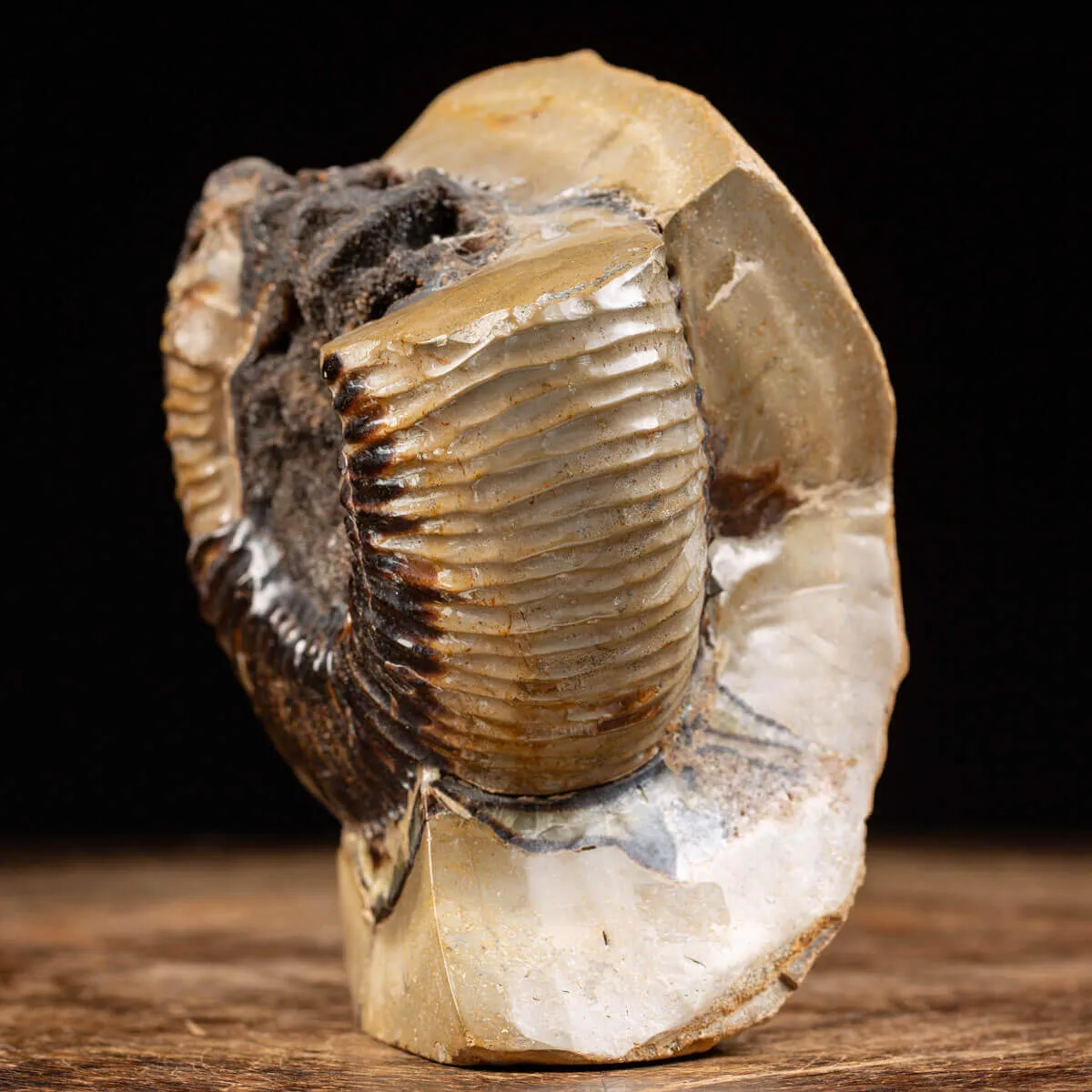 Ammonite Fossile in Nodulo di  Septaria