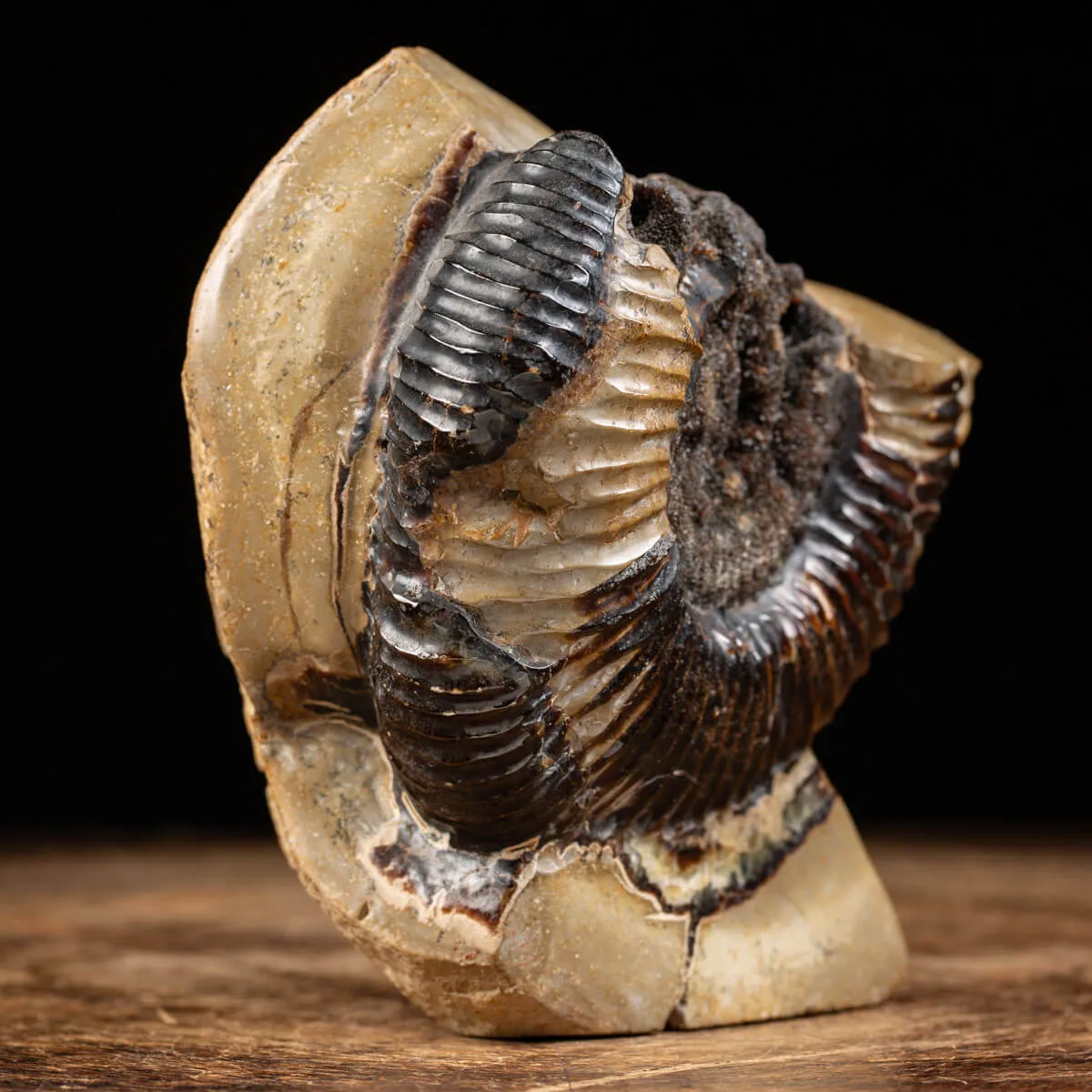 Ammonite Fossile in Nodulo di  Septaria