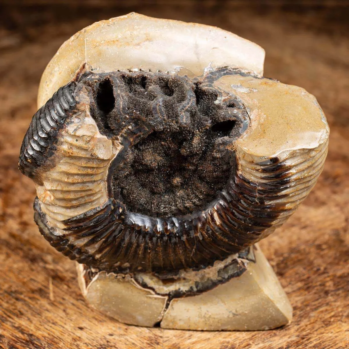 Ammonite Fossile in Nodulo di  Septaria