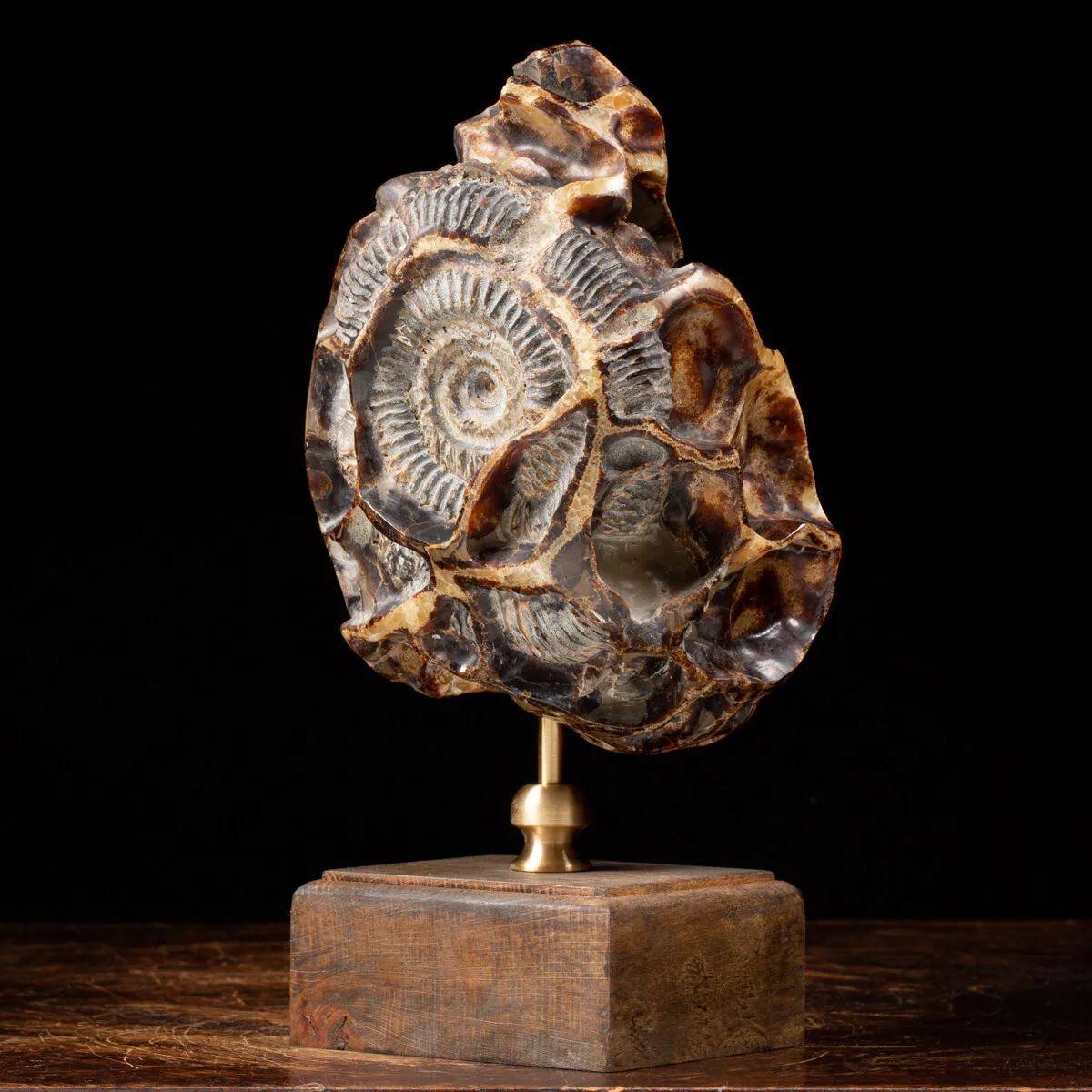 Ammonite Douvilleiceras su Septaria