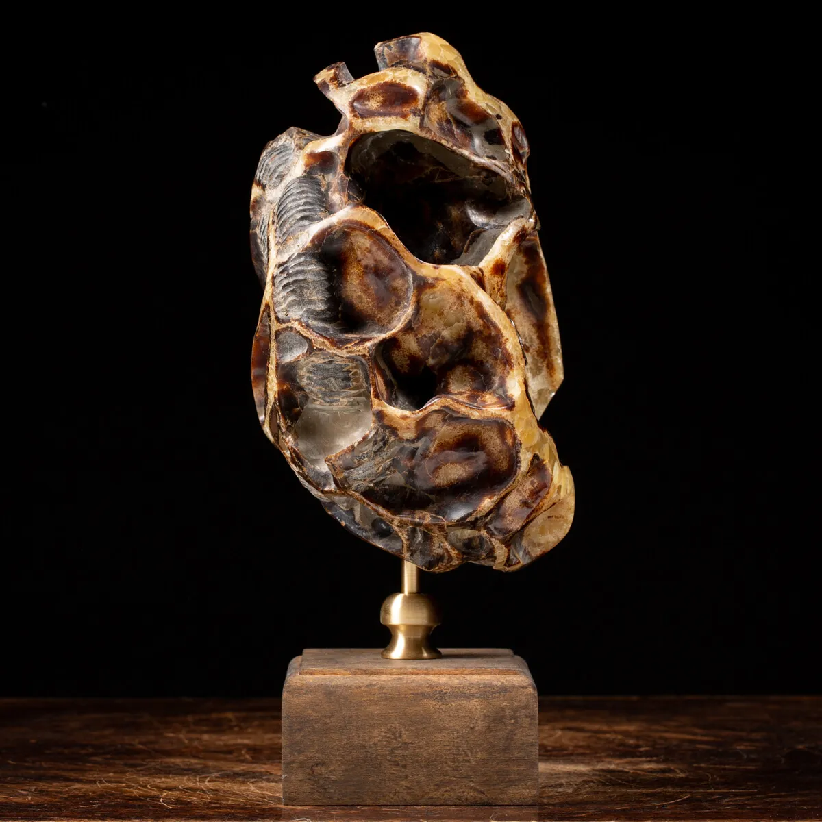 Ammonite Douvilleiceras su Septaria