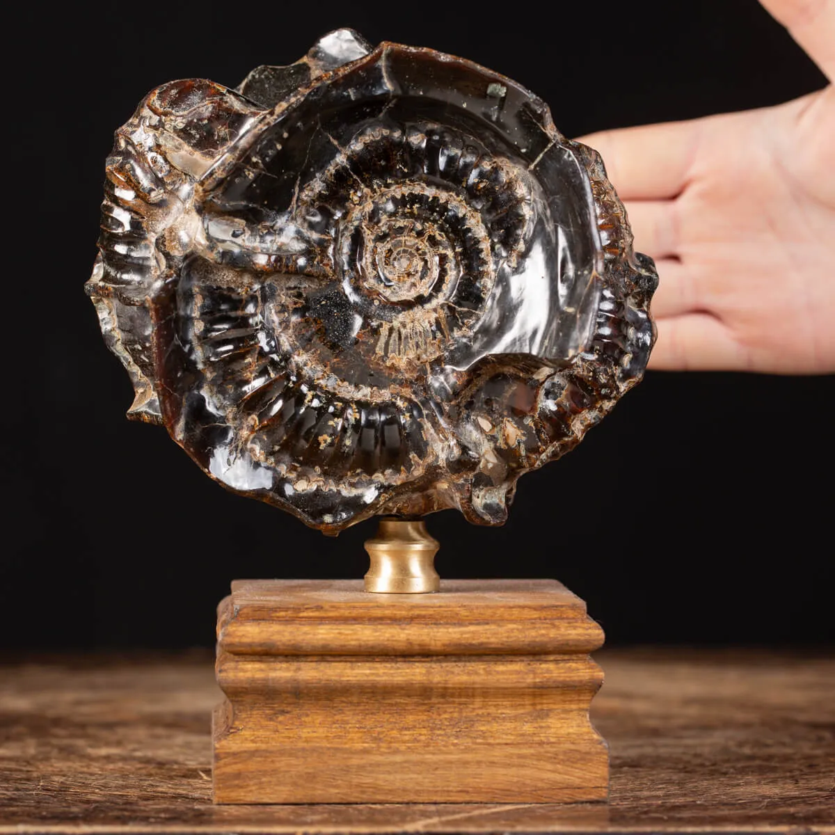 Ammonite Douvilleiceras su Septaria