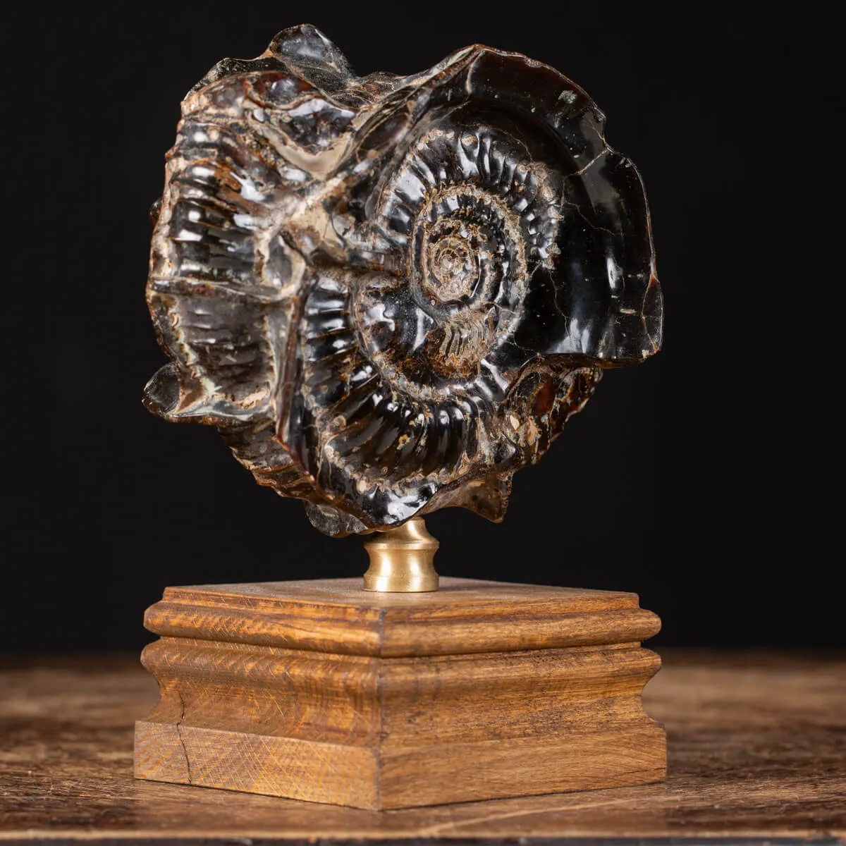 Ammonite Douvilleiceras su Septaria