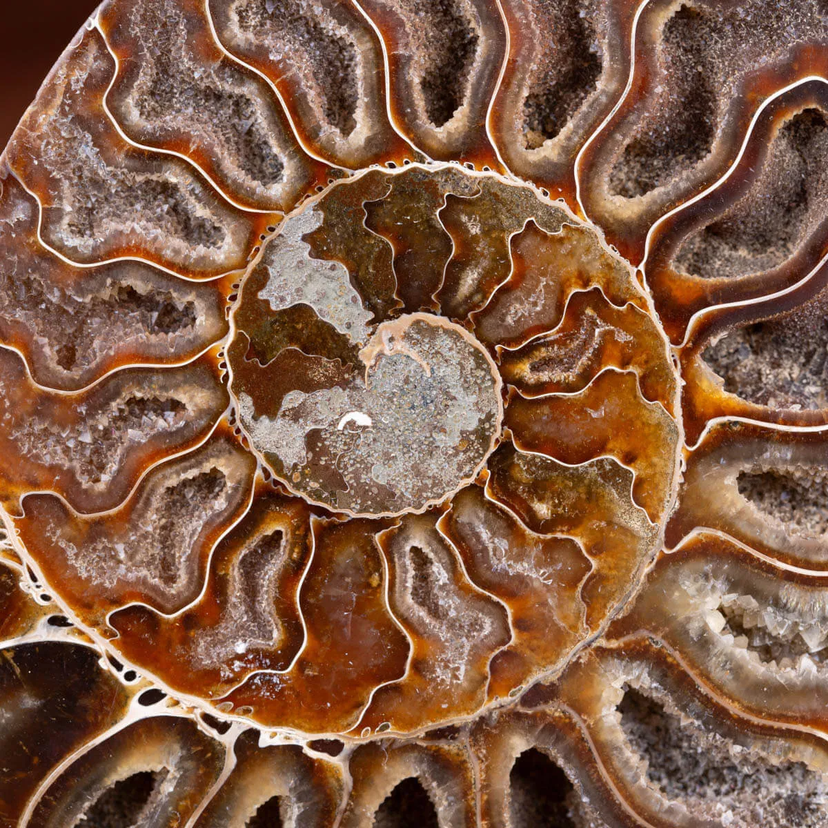 Ammonite Cleoniceras sezionata