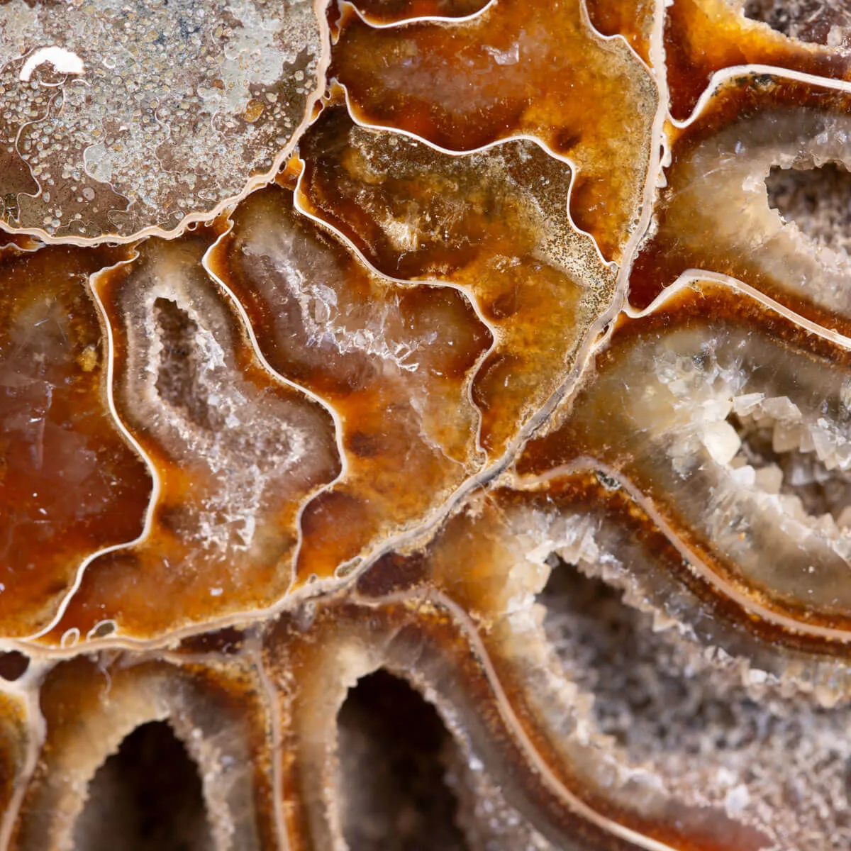 Ammonite Cleoniceras sezionata