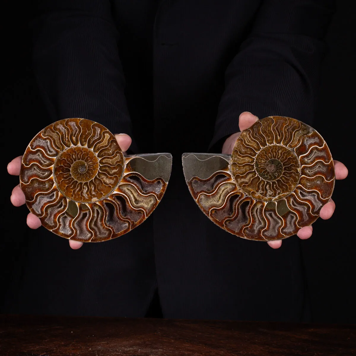 Ammonite Cleoniceras sezionata