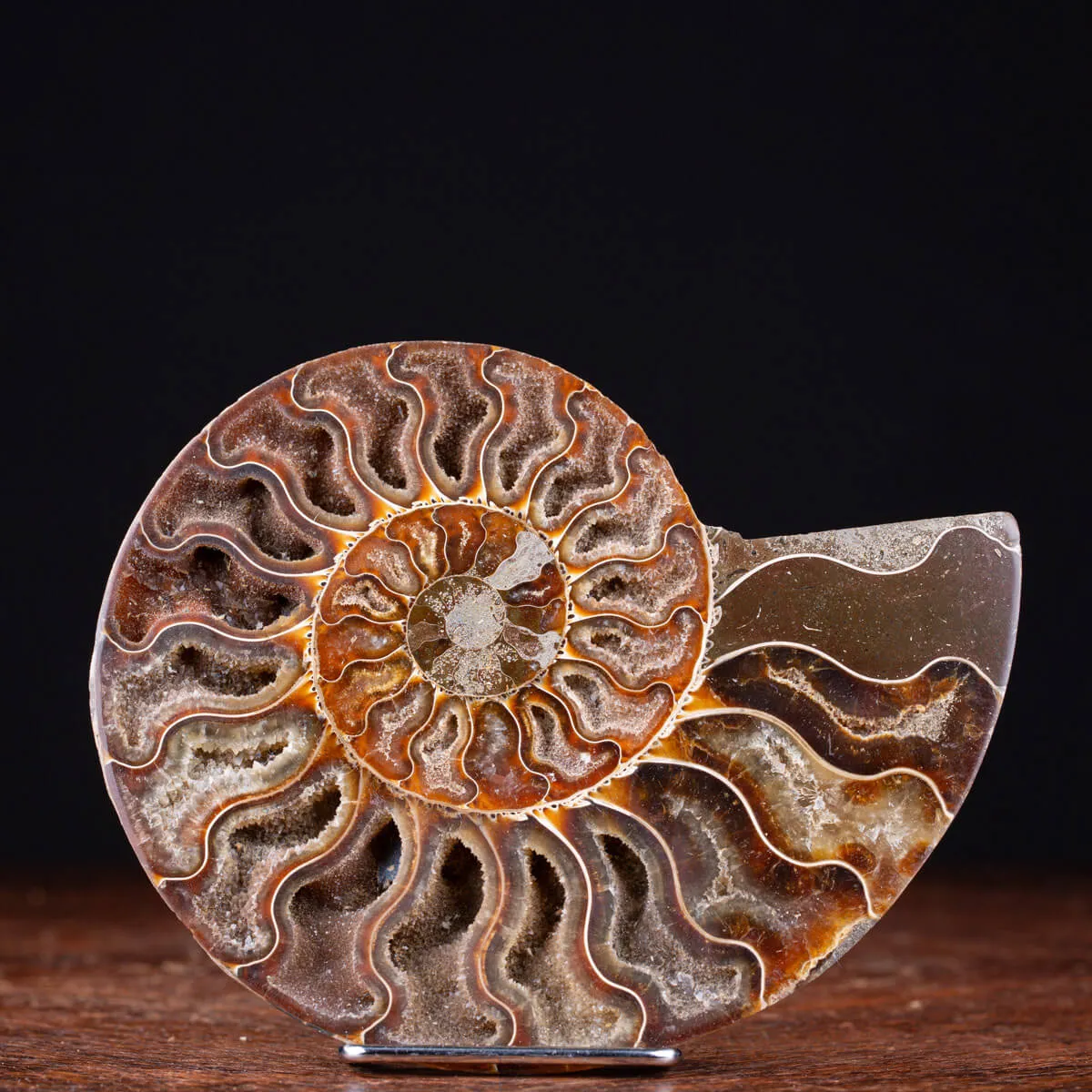 Ammonite Cleoniceras sezionata