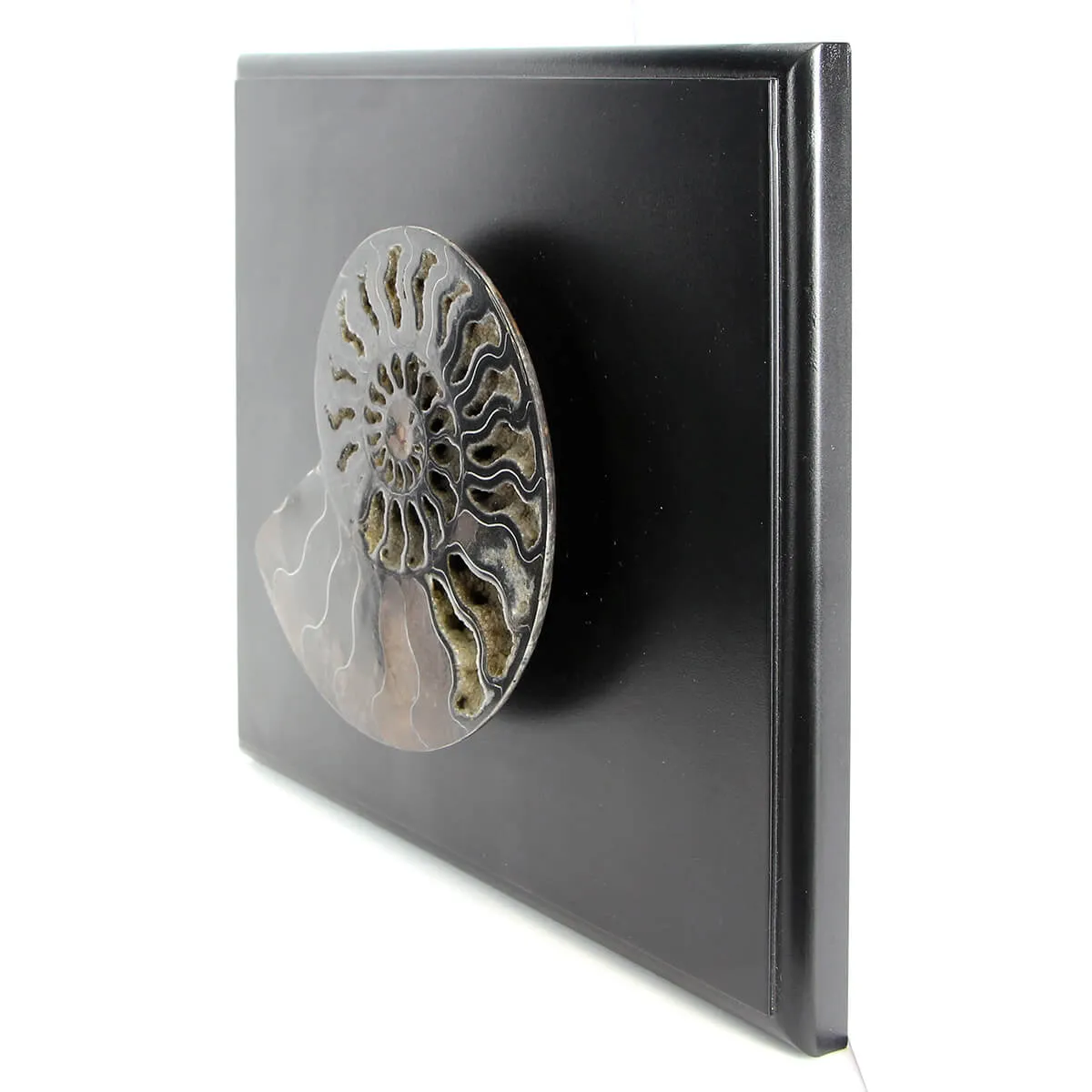 Ammonite Cleoniceras su Cornice 