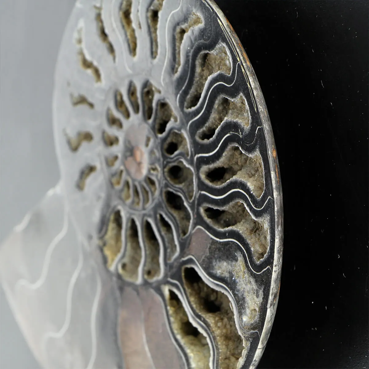 Ammonite Cleoniceras su Cornice 
