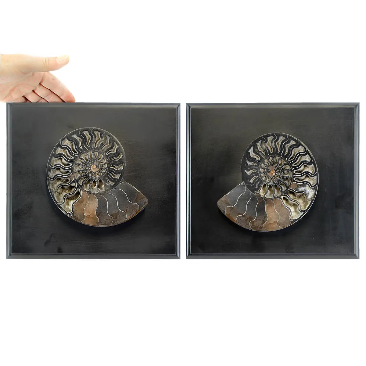 Ammonite Cleoniceras su Cornice 