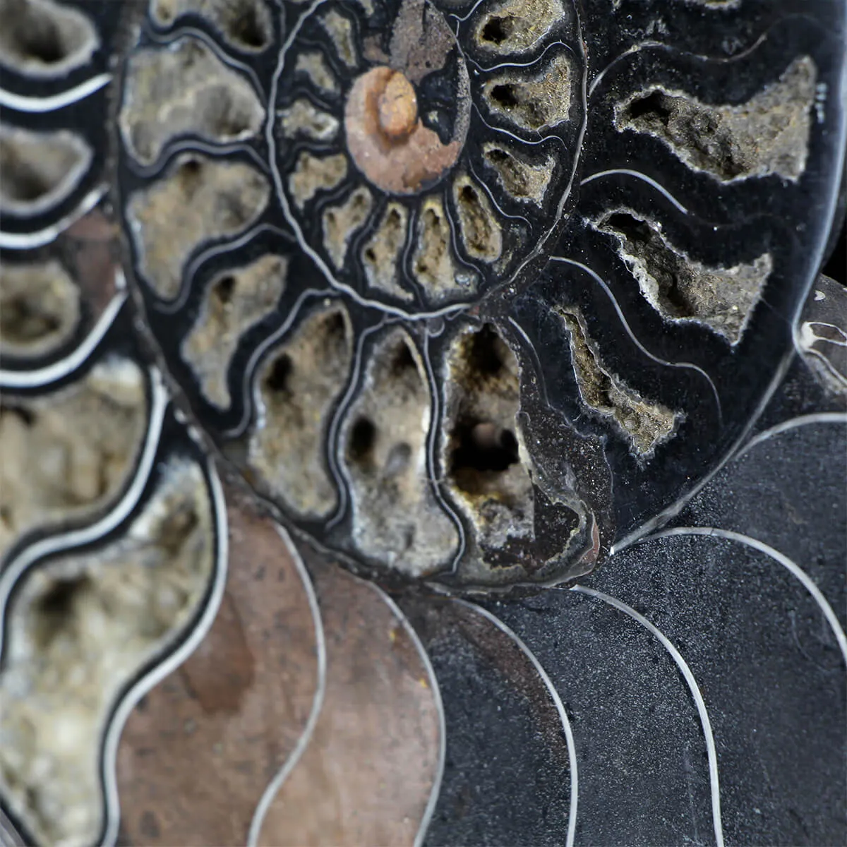 Ammonite Cleoniceras su Cornice 